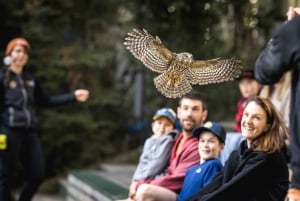 Inngangsbillett til Kiwi Park