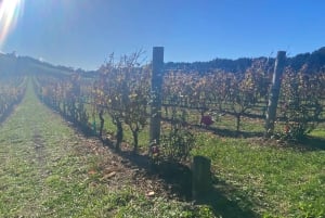 クイーンズタウン ワインツアー以上（プライベート）