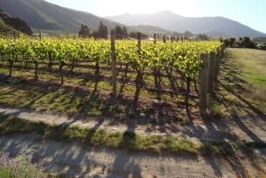 Queenstown: Premium Wine Tasting Tour