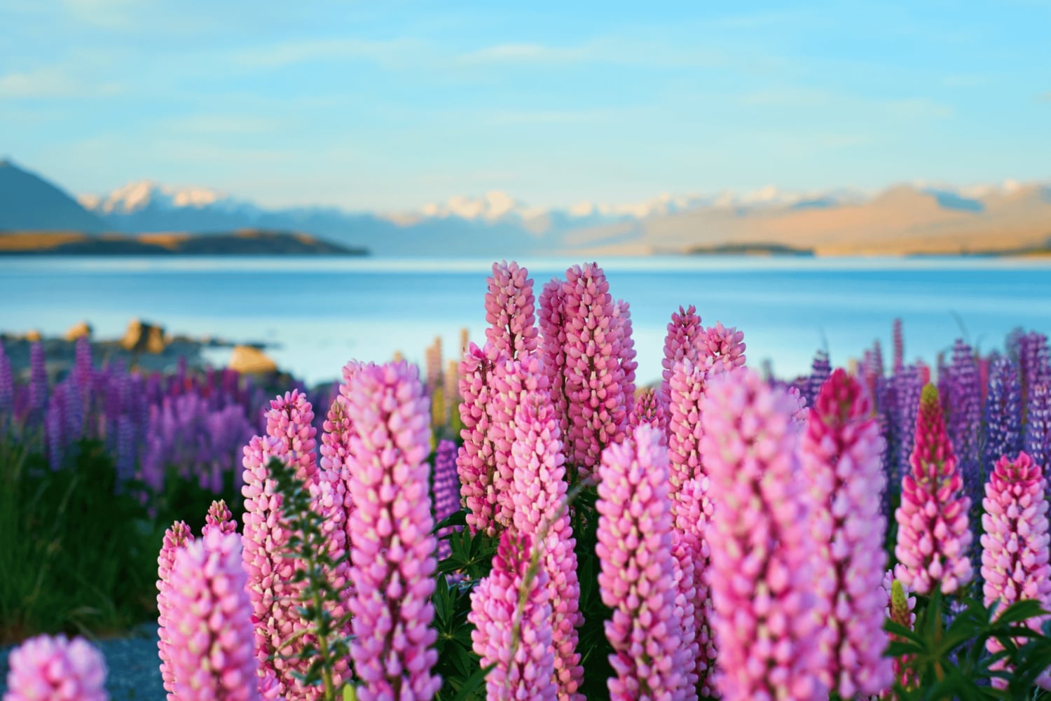Queenstown: Private Day Trip to Lake Tekapo, Pukaki & More