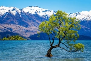 Queenstown: Yksityinen päiväretki Wanakasta Arrowtowniin ja muualle