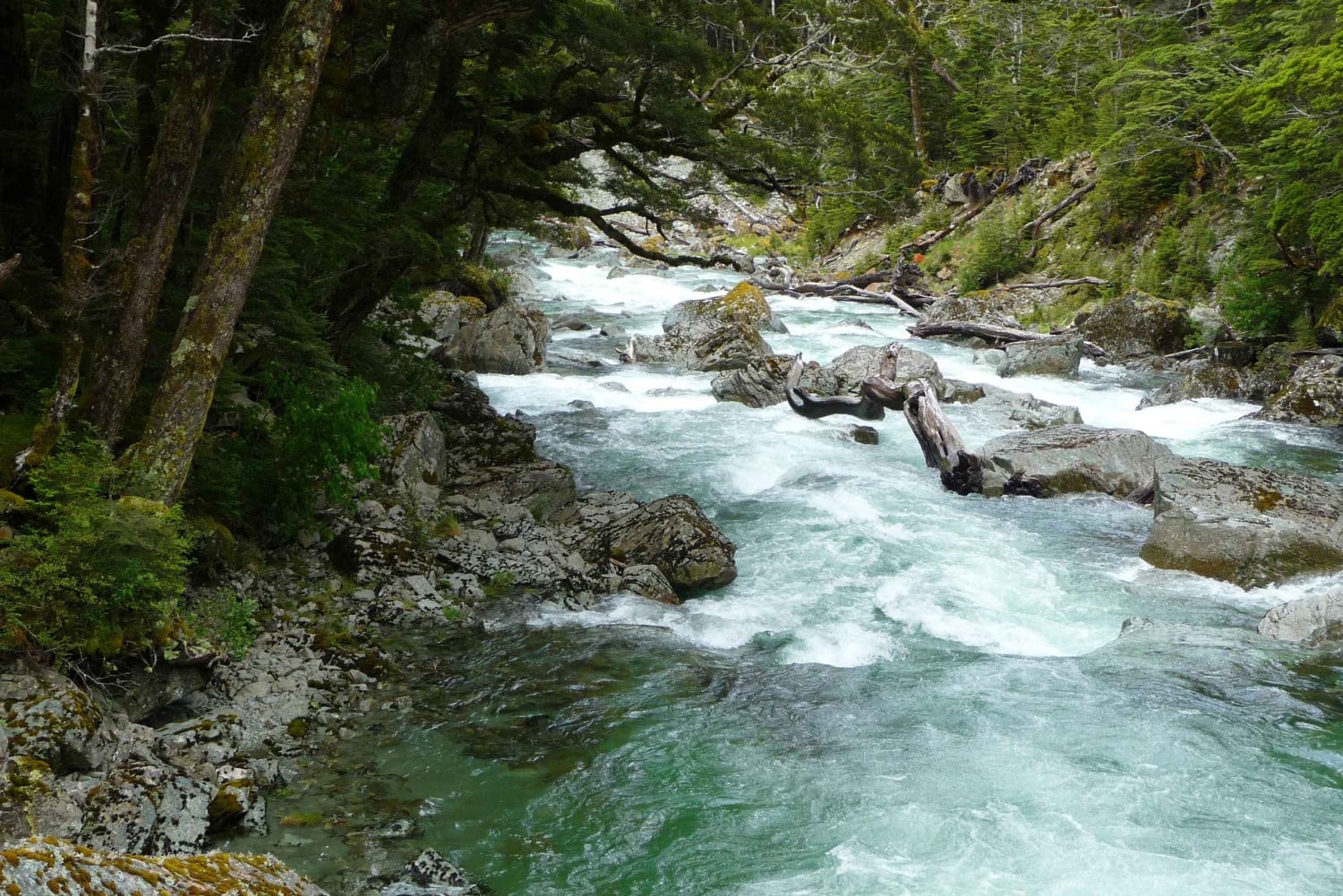Queenstown: Routeburn Track wandeling met gids van een hele dag of een halve dag