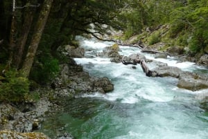 Queenstown: Routeburn Track wandeling met gids van een hele dag of een halve dag