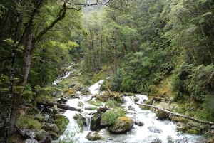Queenstown: Routeburn Track wandeling met gids van een hele dag of een halve dag