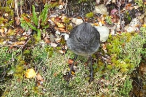 Queenstown: Routeburn Track wandeling met gids van een hele dag of een halve dag