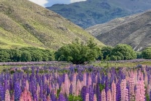 Queenstown a Mt Cook tour guiado nocturno