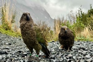 Queenstown to Te Anau via Milford Sound inc Cruise & Lunch