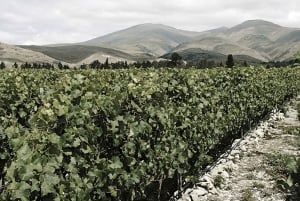 Queenstown: degustacja wina Valli