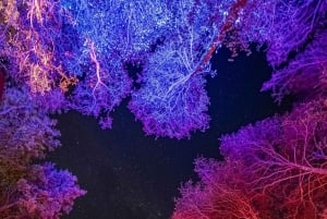 Queenstown: paseo nocturno sensorial y fantástico en LUMA Enchanted.