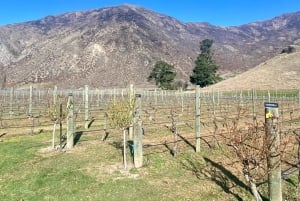 Queenstown: Wine Tasting Tour with Optional Gin and Whiskey