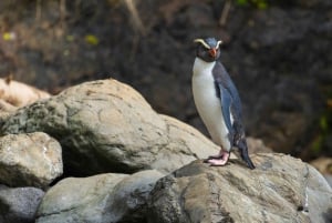 Te Anau to Queenstown inc Milford Sound Tour, Cruise & Lunch