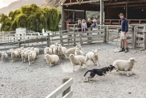 Walter Peak Gourmet BBQ & Lake Whakatipu Cruise