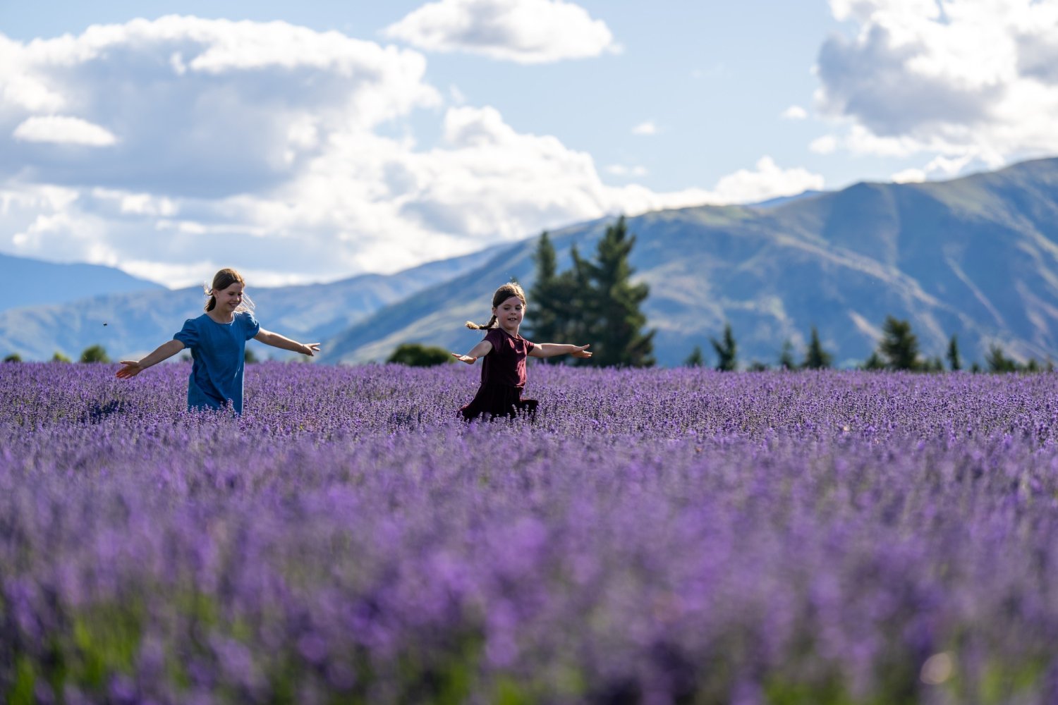 Wanaka Lavendar Farm