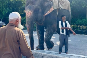 10 giorni di viaggio privato nel Triangolo d'Oro con Udaipur Jodhpur Pushkar