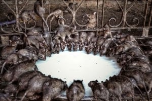 11-dagars rundtur i Rajasthan: Jaipur, Udaipur och mer