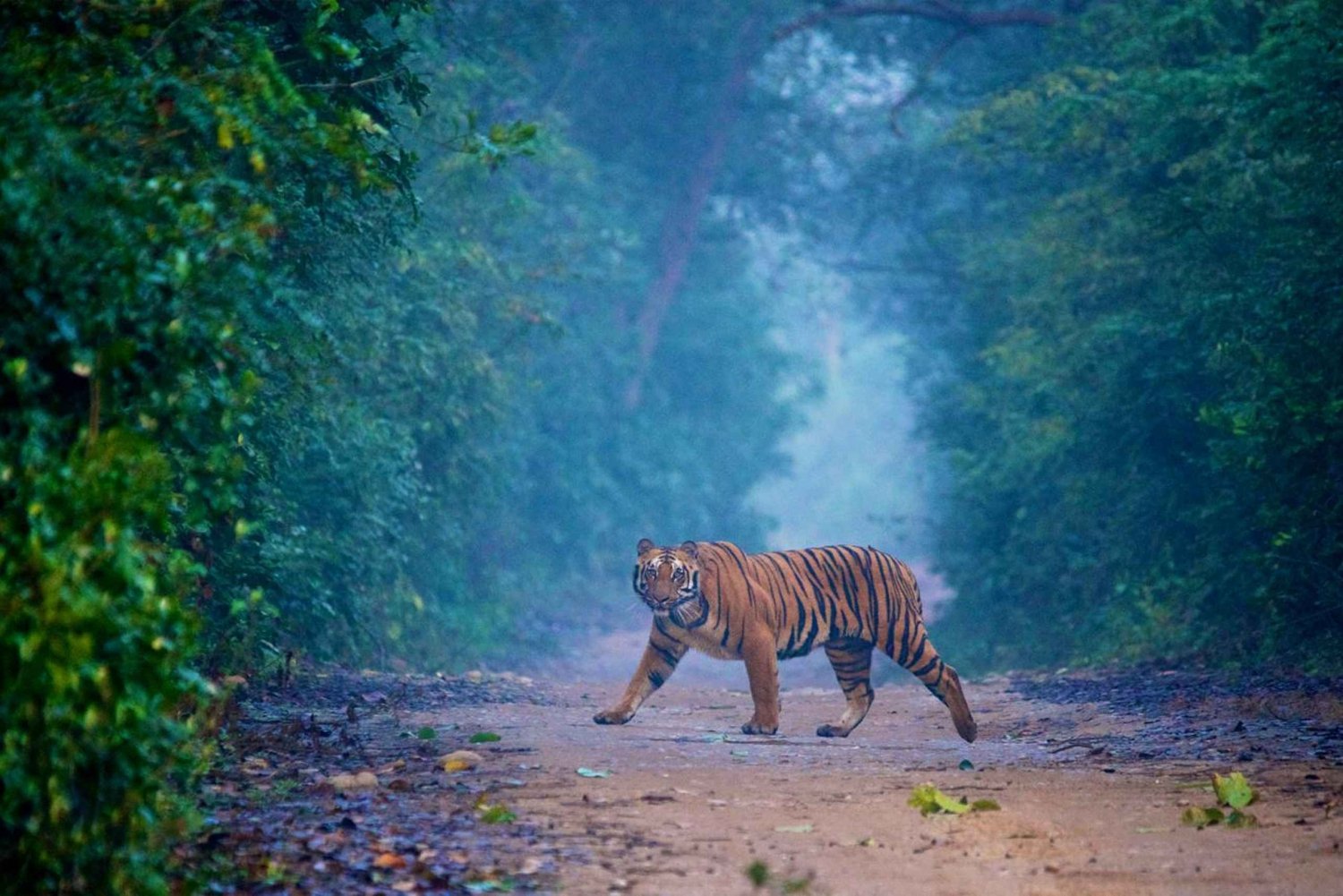 Excursão de 2 dias a Jaipur e Ranthambore a partir de Deli