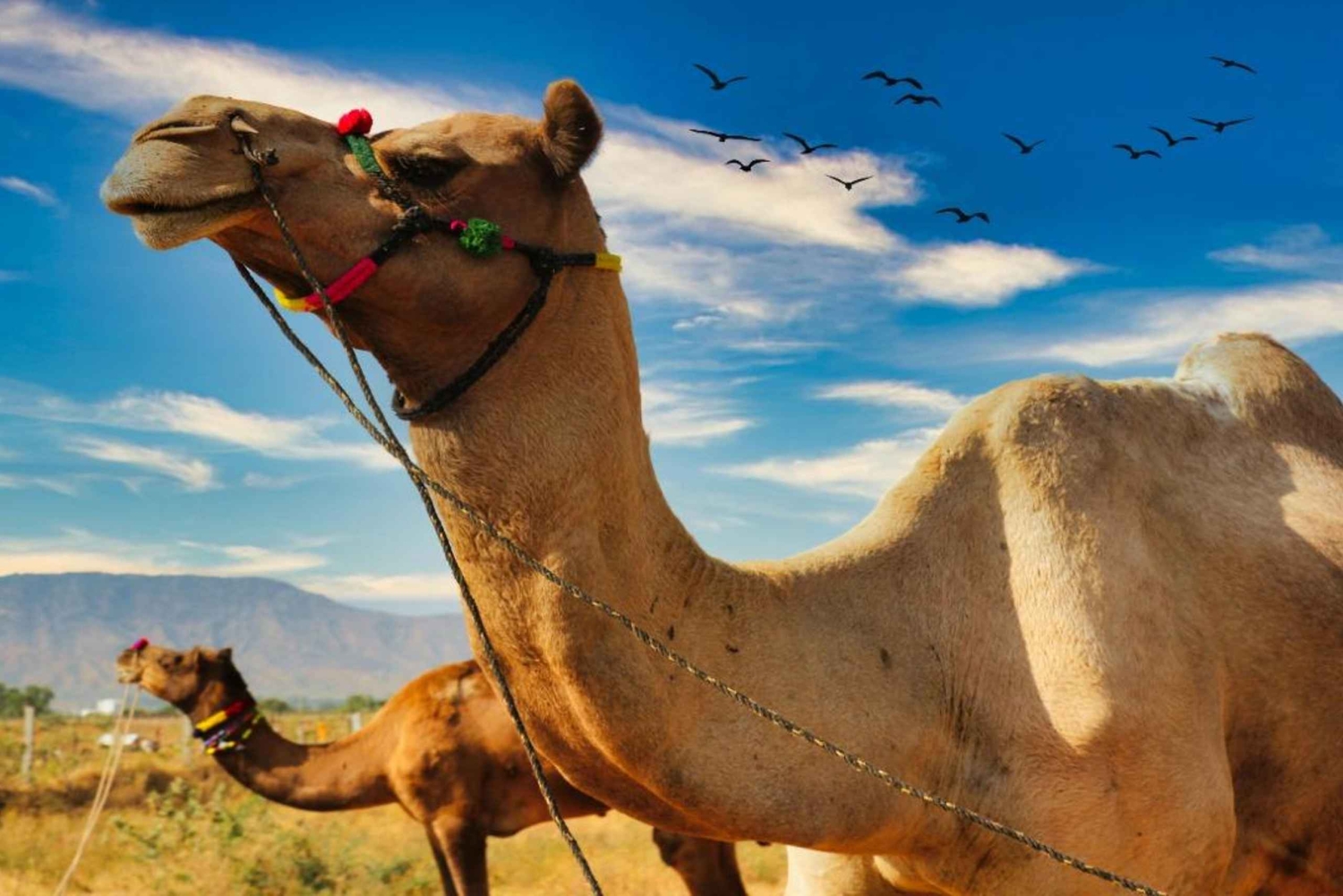 Två dagars Pushkar-mässa från Jaipur