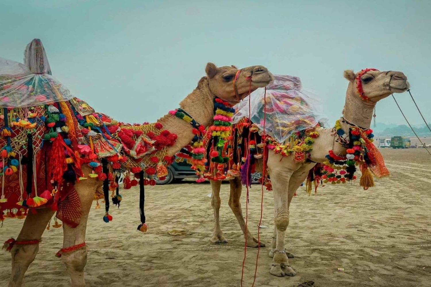 Två dagars Pushkar-mässa från Jaipur