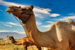 Två dagars Pushkar-mässa från Jaipur