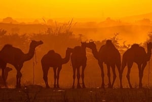 Två dagars Pushkar-mässa från Jaipur