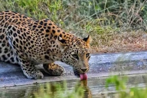 5Night 6Day Private Golden Triangle Tour With Jhalana Safari