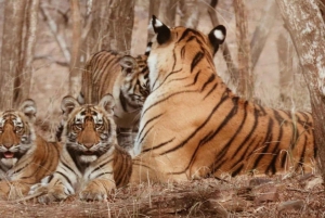 5Night 6Day Private Golden Triangle Tour With Jhalana Safari