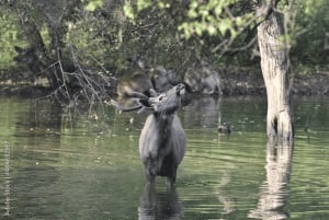 Safari di 2 giorni nel Rajasthan: Riserva della Tigre di Sariska