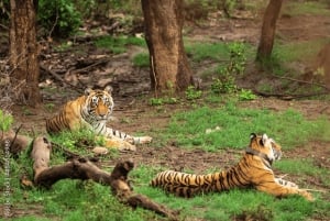 Safari de 2 jours au Rajasthan – Réserve de tigres de Sariska