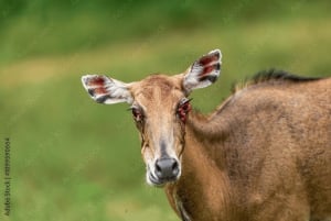 Safari de 2 jours au Rajasthan – Réserve de tigres de Sariska