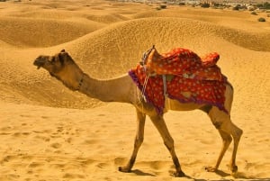 2 horas de Aventura en Safari en Camello al Atardecer en Pushkar