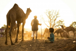 2 ore di safari a dorso di cammello al tramonto a Pushkar