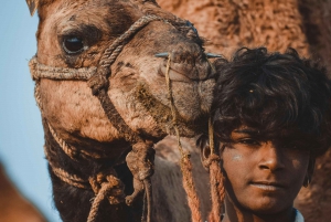 Aventura de 2 horas no Sunset Camel Safari em Pushkar