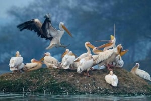 3-Day Bharatpur & Sariska Wildlife Sanctuary Tour From Delhi