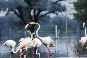 3-Day Bharatpur & Sariska Wildlife Sanctuary Tour From Delhi