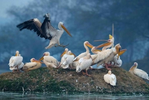 3-daagse tour naar Bharatpur en het Sariska Wildlife Sanctuary vanuit Delhi