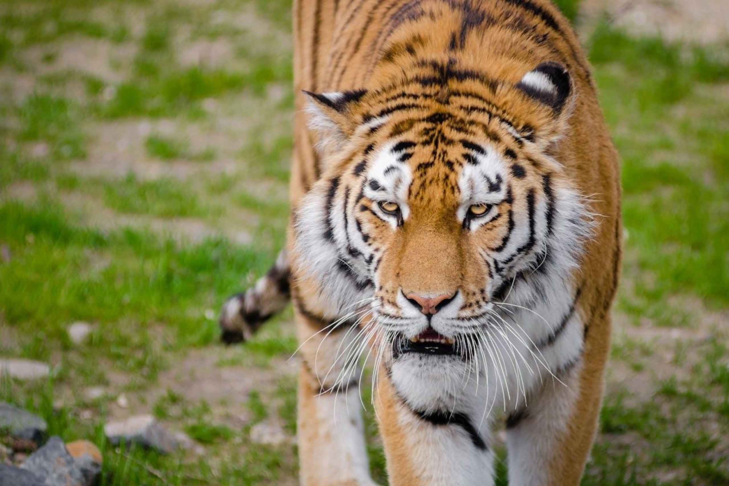 3 päivän Ranthambore Tiger Safari Tour Delhistä käsin