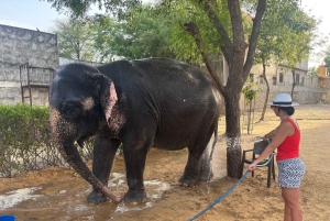 4-dniowa prywatna wycieczka po Złotym Trójkącie: Delhi, Agra i Jaipur