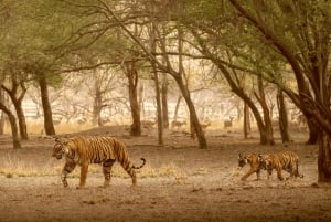 4Day Luxury Golden Triangle Tour & Ranthambore Tiger Safari