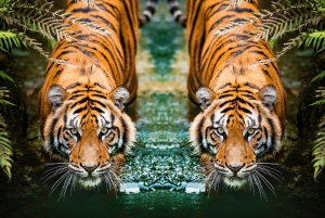 5-dniowa wycieczka po Złotym Trójkącie z safari tygrysim w Ranthambore