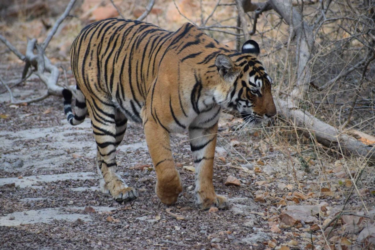 5 Nights 6 Days Golden Triangle India Tour with Ranthambore