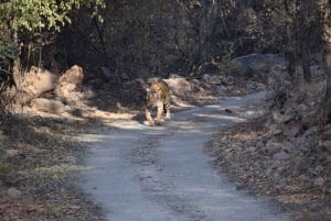 5 Noches 6 Días Tour Triángulo de Oro India con Ranthambore