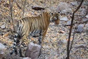 5 Noches 6 Días Tour Triángulo de Oro India con Ranthambore
