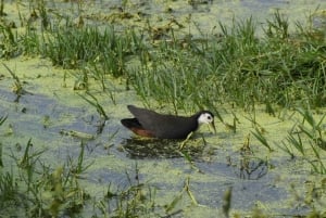 5 Noches 6 Días Tour Triángulo de Oro India con Ranthambore