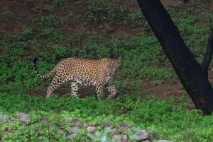 Tour particular de 5 noites e 6 dias pelo Triângulo Dourado com safári em Jhalana