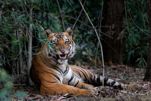 Depuis Delhi : Circuit de 6 jours dans le Triangle d'Or avec Ranthambore
