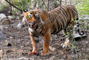7 days india Taj Mahal tour with ranthambore tiger safari