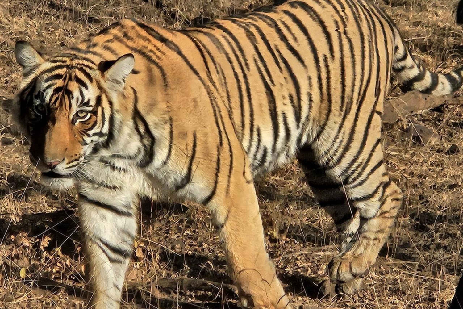 8-dages Golden Triangle-tur med Ranthambore & Jhalana Safari