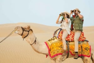 8-dagers Rajasthan-tur - Jaipur, Jodhpur, Jaisalmer og Bikaner