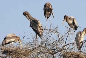 Eine Tagestour zum Bharatpur Bird Sanctuary von Agra aus.