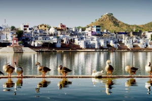 A Day Trip of Pushkar From Jaipur